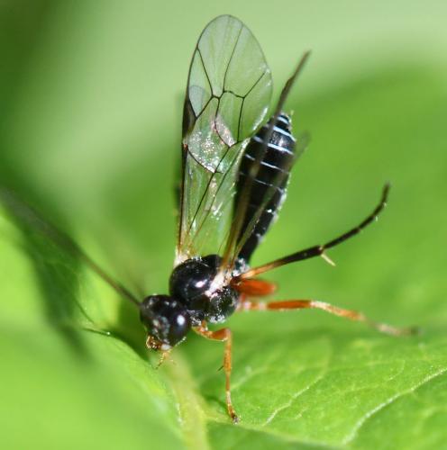 Ctenopelmatinae